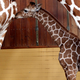 Illustration for article titled Baby Giraffe Stays Within Moms Reach